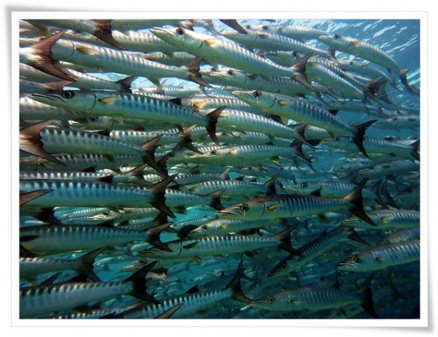 Diving at Sipidan Island Marine Reserve - Tawau, Malaysia Tawau | Malaysia :: Diving Sipadan Island Marine Park
