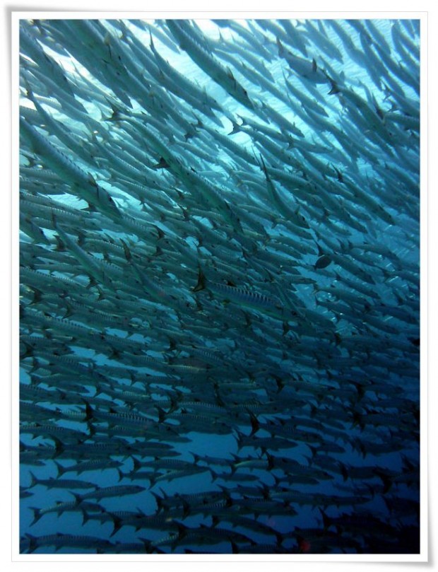 Diving at Sipidan Island Marine Reserve - Tawau, Malaysia Tawau | Malaysia :: Diving Sipadan Island Marine Park