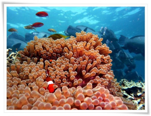 Diving at Sipidan Island Marine Reserve - Tawau, Malaysia Tawau | Malaysia :: Diving Sipadan Island Marine Park