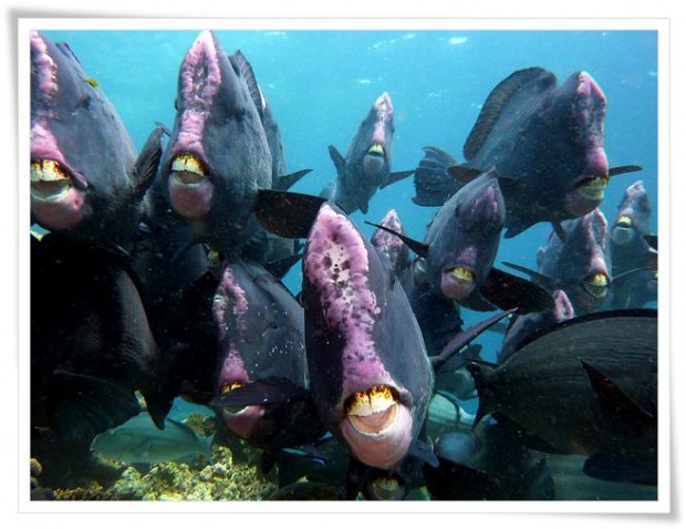 Diving at Sipidan Island Marine Reserve - Tawau, Malaysia Tawau | Malaysia :: Diving Sipadan Island Marine Park
