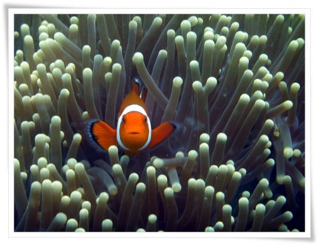 Diving at Sipidan Island Marine Reserve - Tawau, Malaysia Tawau | Malaysia :: Diving Sipadan Island Marine Park