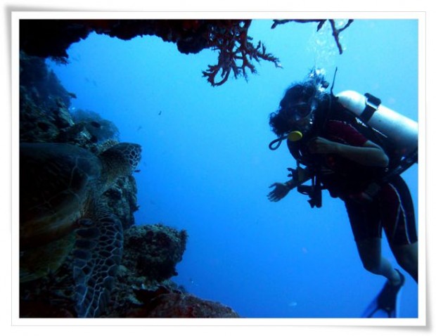 Diving at Sipidan Island Marine Reserve - Tawau, Malaysia Tawau | Malaysia :: Diving Sipadan Island Marine Park