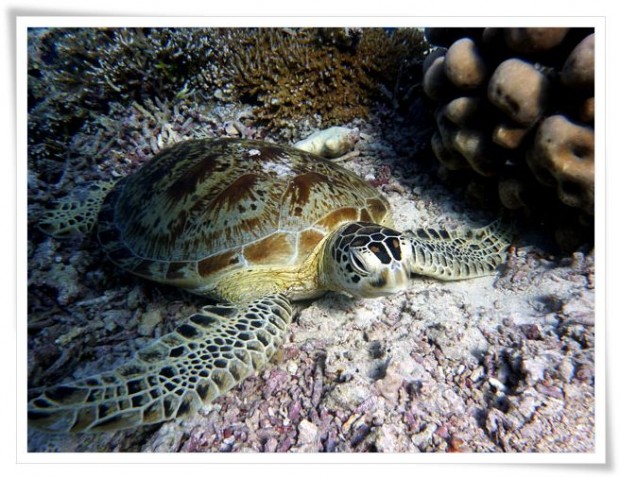 Diving at Sipidan Island Marine Reserve - Tawau, Malaysia Tawau | Malaysia :: Diving Sipadan Island Marine Park