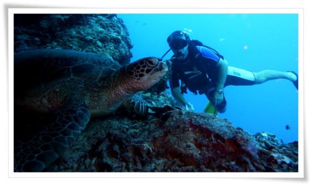 Diving at Sipidan Island Marine Reserve - Tawau, Malaysia Tawau | Malaysia :: Diving Sipadan Island Marine Park