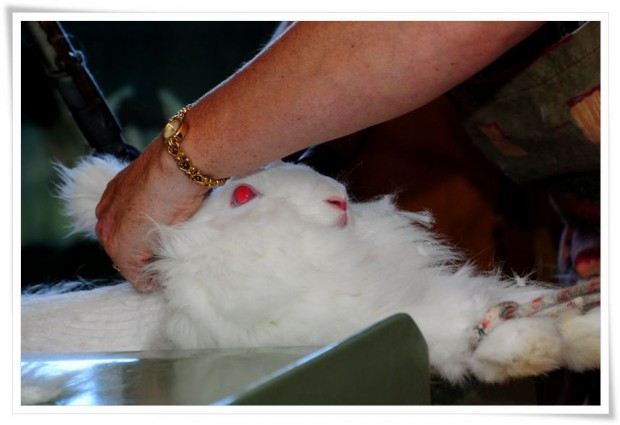 Angora Rabbit Shearing - Waitomo, New Zealand Waitomo | New Zealand :: Glowing Worms and Naked Rabbits