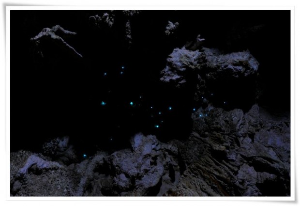 Glow Worms - Waitomo, New Zealand Waitomo | New Zealand :: Glowing Worms and Naked Rabbits