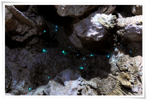 Glow Worms - Waitomo, New Zealand Waitomo | New Zealand :: Glowing Worms and Naked Rabbits