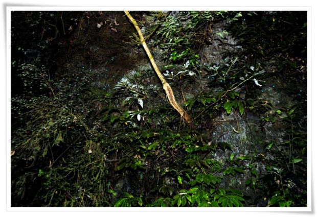 Glow Worms - Waitomo, New Zealand Waitomo | New Zealand :: Glowing Worms and Naked Rabbits