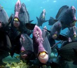 Tawau | Malaysia :: Diving Sipadan Island Marine Park