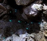 Waitomo | New Zealand :: Glowing Worms and Naked Rabbits
