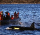 Top 10 | Whale Watching Destinations Top 10 | Whale Watching Destinations