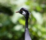 Guest Post | Weird & Wonderful Balinese Wildlife Guest Post | Weird & Wonderful Balinese Wildlife